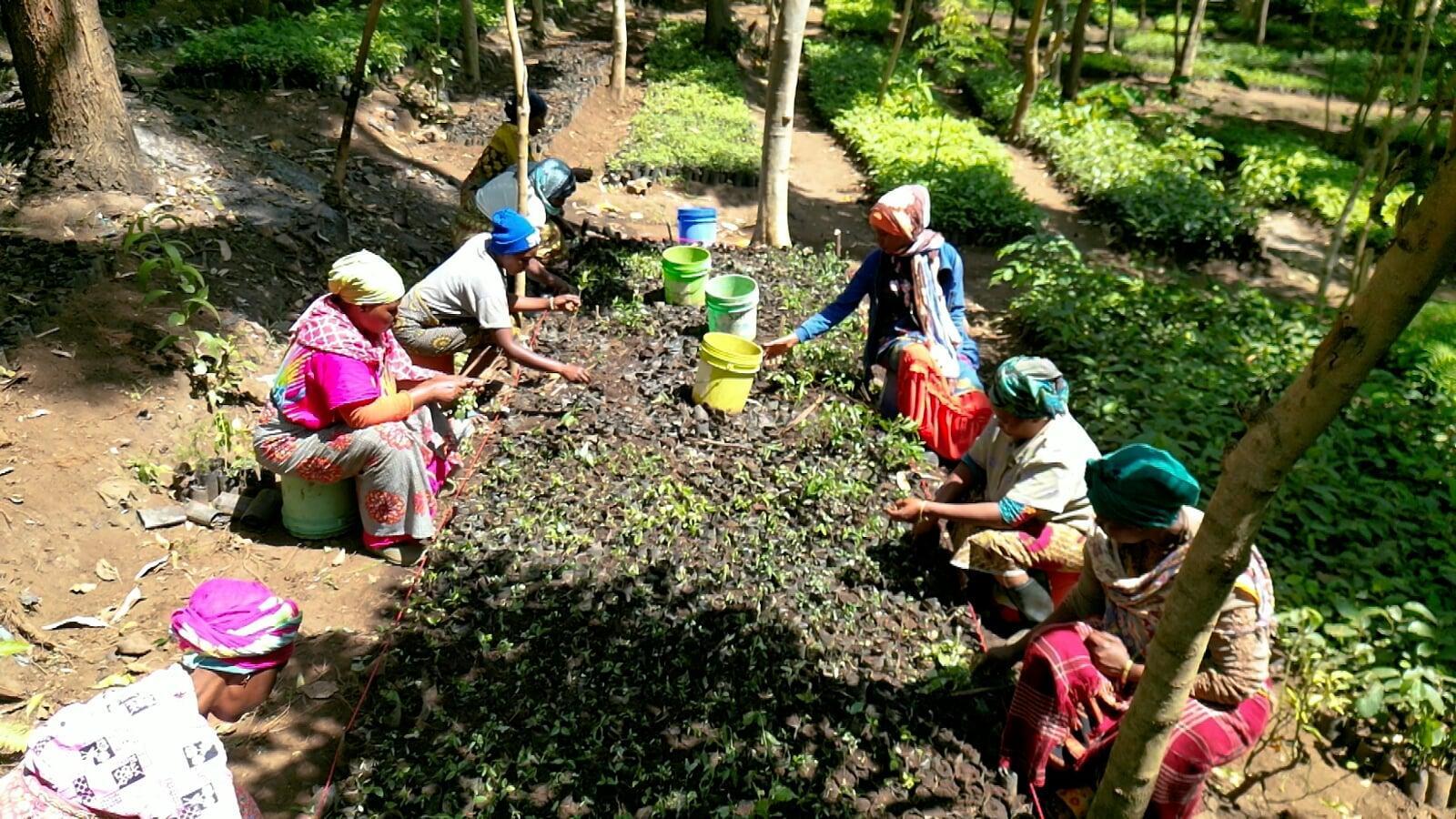 Sowing the Seeds of Change: Empowering Angola Through Tree Planting
